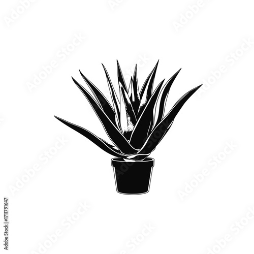 Houseplant vector. Isolated agave on white background