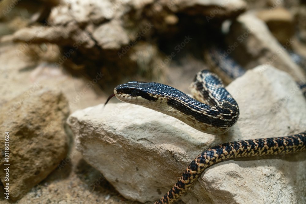 Obraz premium Black Tongue Of A Snake Living In Its Habitat 