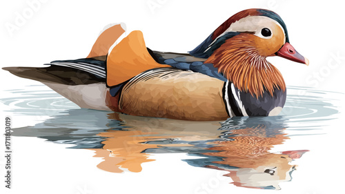 A detailed illustration or painting of a Mandarin Duck (Aix galericulata) floating on calm water.  The duck is depicted in vibrant colors, showcasing its detailed plumage.