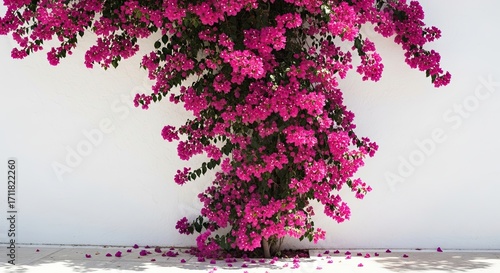 Photo of a vibrant cascade of pink bougainvillea flowers spills over a stark white wall, creating a stunning contrast of color and texture in a mediterranean setting