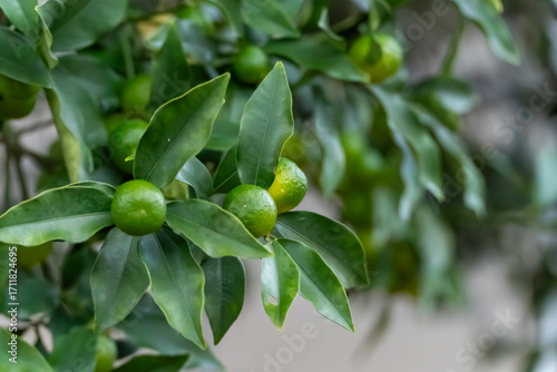 Wallpaper Mural 緑色のキンカンの実 Torontodigital.ca