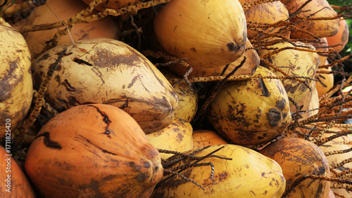 Bunches of coconut displayed for sale in a street shop in Kerala, India