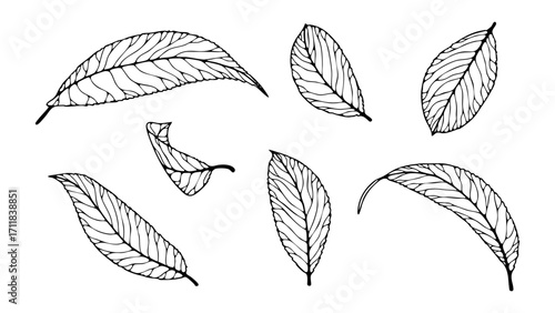 Hand-drawn sketch of falling leaves isolated on white background. Botanical vector black and white illustration.