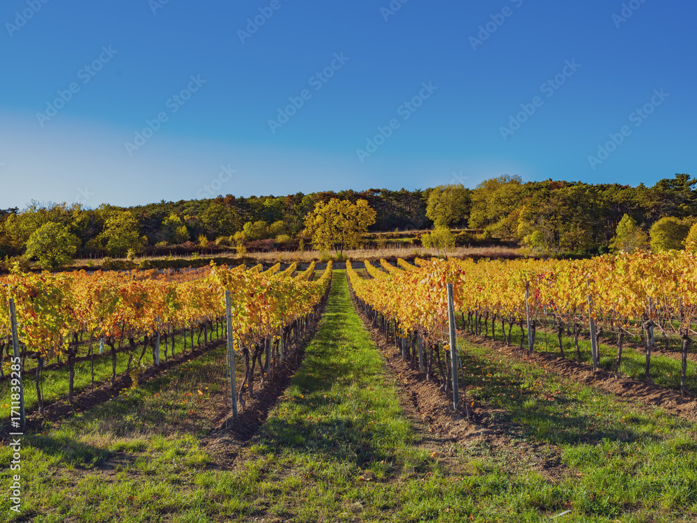 Naklejka premium autumn vineyard landscape