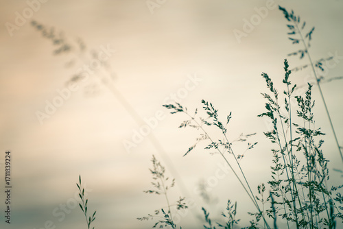Autumn grass in a forest at sunset. Beautiful autumn nature background