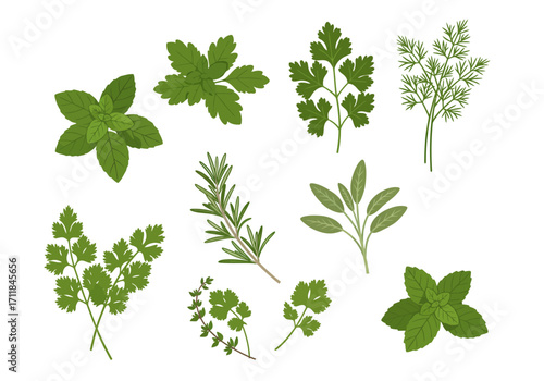 An illustration of different green herbs arranged on a white background