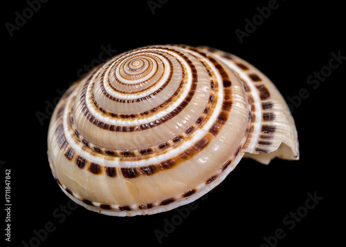 Elegant Pacific Sundial Shell with a Perfect Spiral Pattern