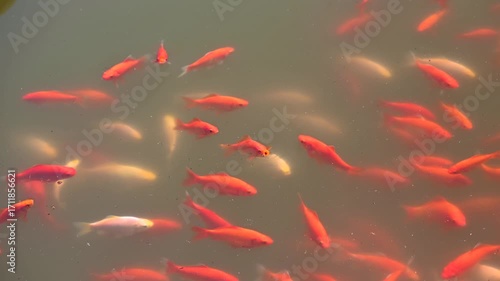 Colorful koi carp swimming gracefully in a pond.