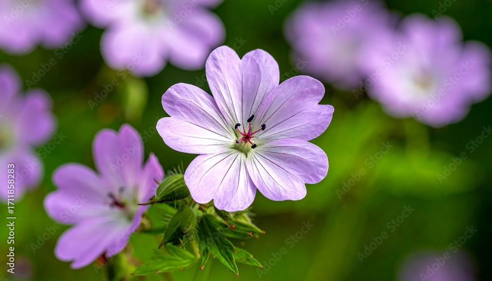Fototapeta premium Close-up of delicate purple flowers