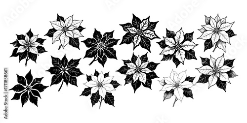 Set of hand-drawn poinsettia flower illustrations in black and white style on white background, perfect for botanical or holiday-themed concepts