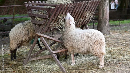 Sheep eating hay from a wooden feeder on a farm. Domestic animals in an outdoor pen. Agriculture, livestock farming, sheep care.