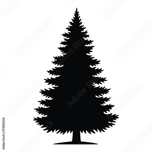 Silhouette of a tall evergreen pine tree with detailed branches and trunk silhouette
