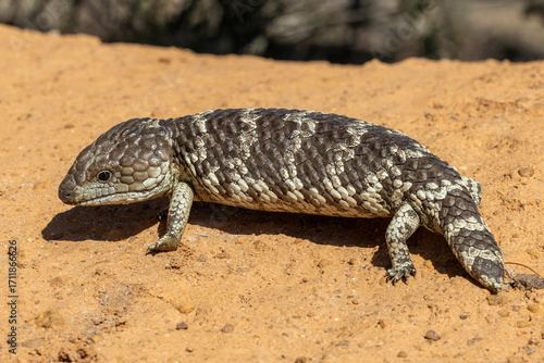Australian Shingleback Lizard from Western Australia