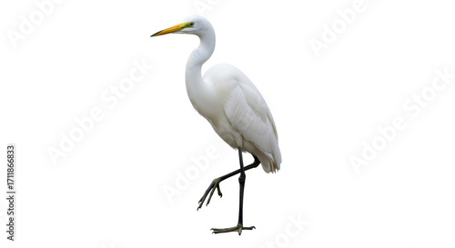 Isolated Great Egret standing on one leg, elegant bird on display, nature stock photo