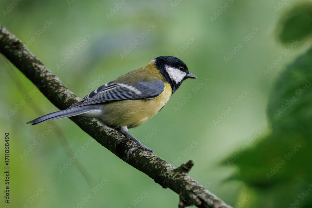 Naklejka premium A Great Tit (Parus major) perches on a thin branch, perpendicular to the camera lens against a leafy green background.