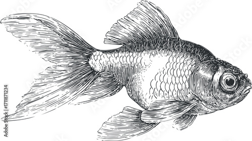 Detailed illustration of a goldfish showcasing its fins and scales in an aquatic environment.