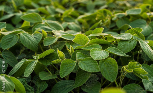 Wallpaper Mural Close detail of green soybean leaves in agricultural farmland Torontodigital.ca