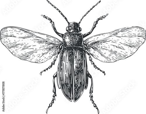 Detailed illustration of a winged beetle showcasing its anatomy and features in black and white.