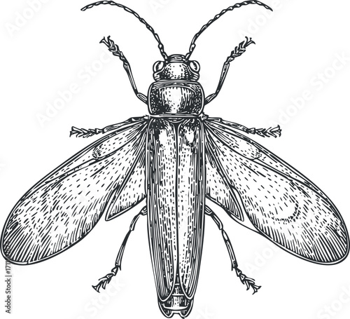 Detailed illustration of a flying insect showcasing its anatomical features and structure.