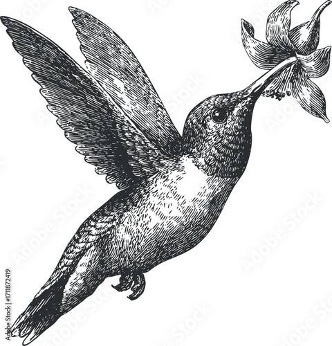A vintage illustration of a hummingbird feeding on a flower showcasing nature's beauty and grace.