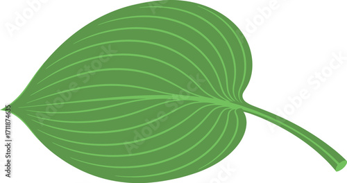 Vibrant green leaf with delicate veins, symbolizing nature's simple beauty and growth.