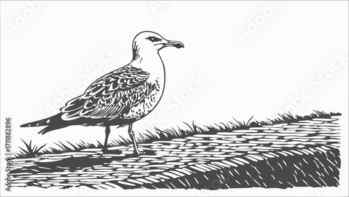 Seagull perched on a stone surface black and white illustration bird wildlife drawing nature art.