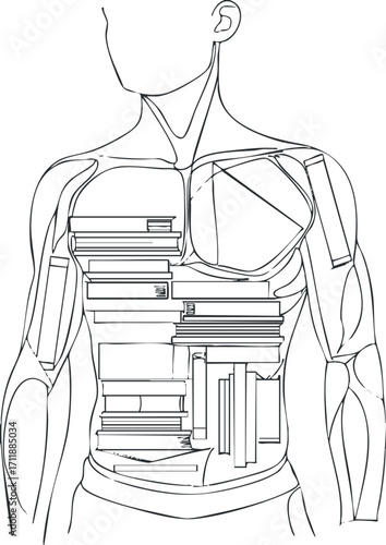 Detailed anatomical illustration of the human torso showing the internal structures and organs
