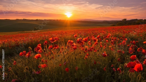 Vibrant poppy field at sunrise, the sun casting a warm glow over the landscape, creating a peaceful and serene atmosphere in the countryside