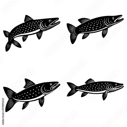 Four monochrome illustrations of northern pike fish swimming in different directions on a white background