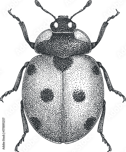 Detailed illustration of a beetle showcasing its unique features and patterns.