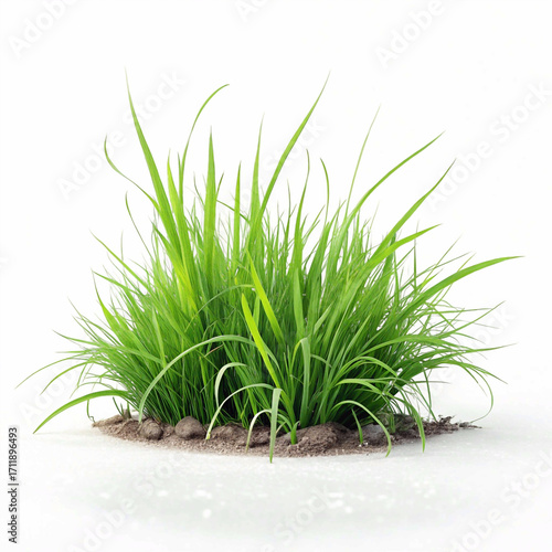 green grass on white background