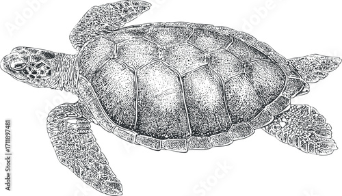 Detailed illustration of a turtle swimming in the ocean showcasing its natural habitat and features.