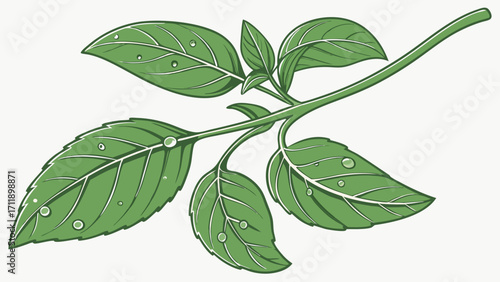 Fresh Green Leaves with Dew Drops Botanical Illustration for Herbal Products Nature Designs and More.