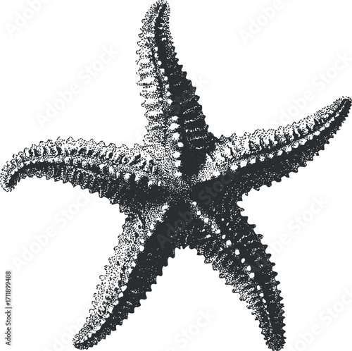 A detailed illustration of a starfish showcasing its unique texture and shape.