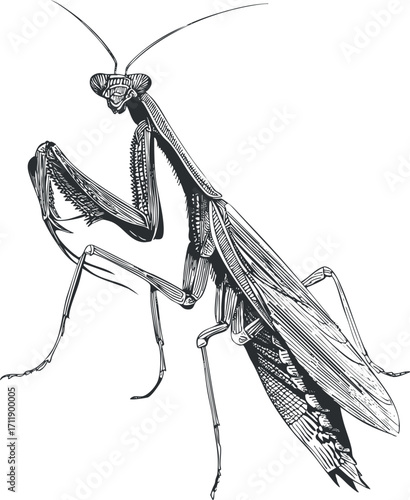 Detailed illustration of a mantis showcasing its unique anatomy and features in nature.
