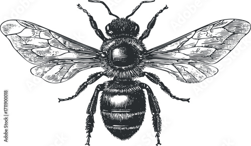 Detailed illustration of a bee showcasing its intricate wings and body structure.