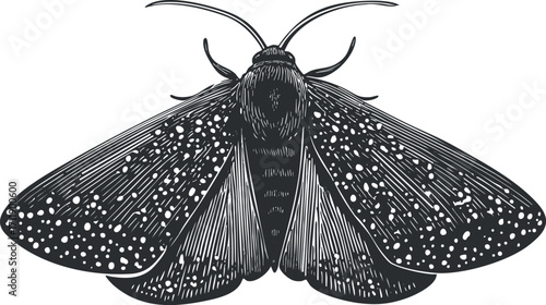 Detailed black and white illustration of a moth showcasing intricate wing patterns and textures.
