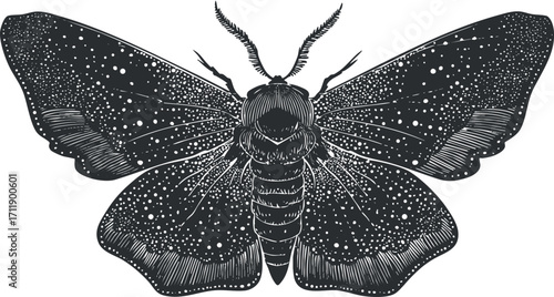 Intricate black and white illustration of a moth showcasing detailed wings and body features.