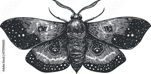 Detailed black and white illustration of a moth showcasing intricate wing patterns and features.