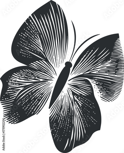 Black and white illustration of a butterfly showcasing intricate wing patterns and design.