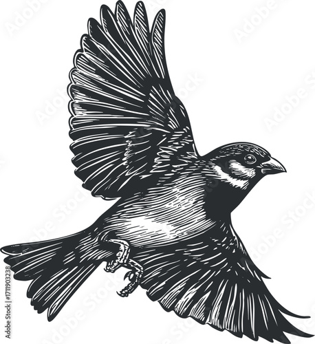A detailed illustration of a bird in flight showcasing its wings and feathers.