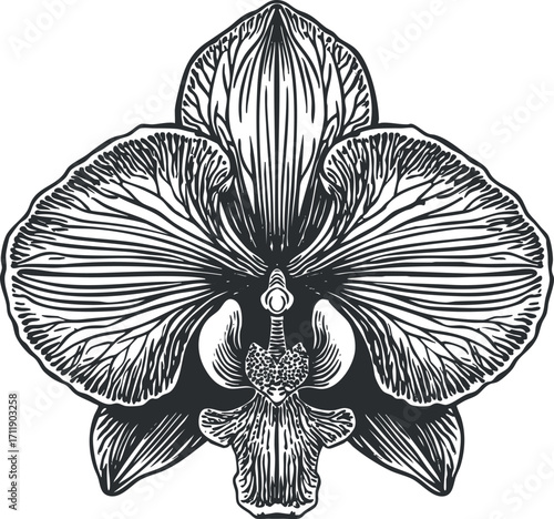 A detailed black and white illustration of an elegant orchid flower showcasing its unique petals.