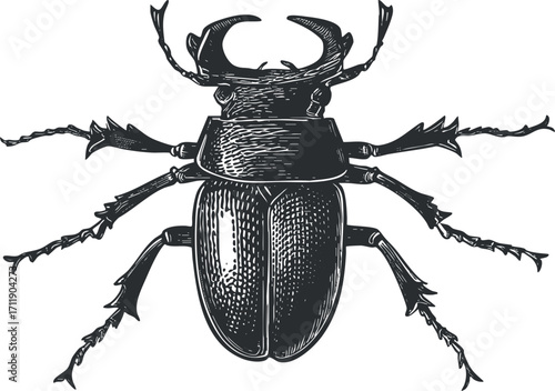 Detailed illustration of a beetle showcasing its anatomical features and intricate design.