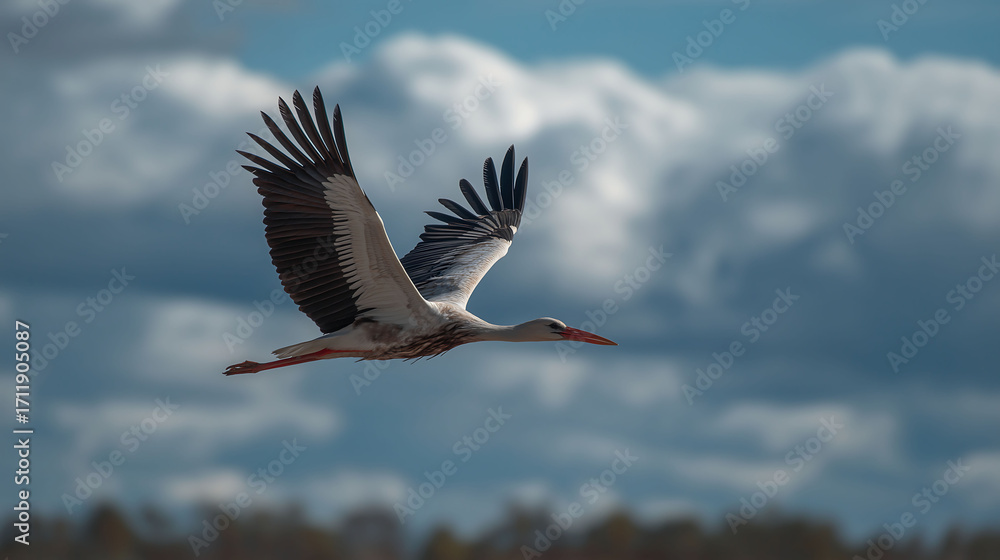 Fototapeta premium Stork flying in blue sky with white clouds