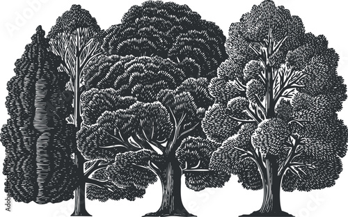 A detailed illustration of various tree species showcasing their unique shapes and textures.