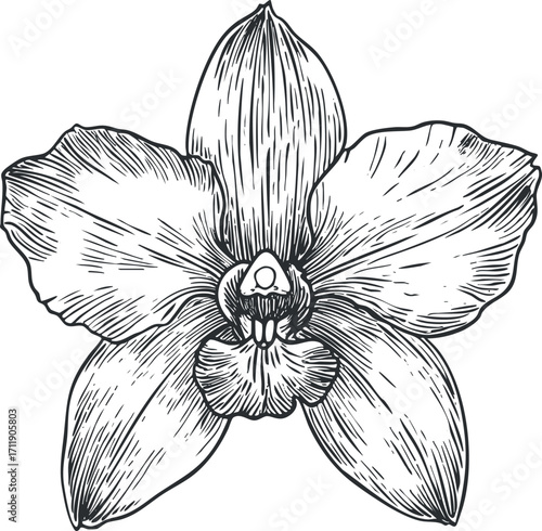 Detailed black and white sketch of an elegant orchid flower showcasing its intricate petals.