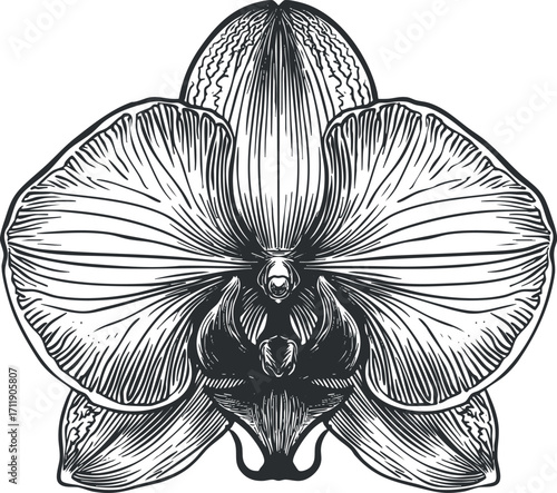 Detailed line art illustration of an elegant orchid flower showcasing its intricate petals and structure.