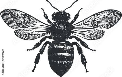 Illustration of a detailed bee showcasing its wings and body structure in black and white.