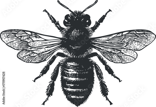 Detailed vintage illustration of a bee showcasing its anatomy and wings in black and white.