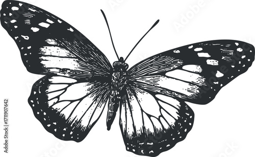 Detailed black and white illustration of a butterfly showcasing its intricate wing patterns